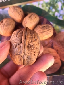 Саженци Грецкого Ореха 