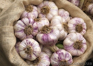 Продаю посадочный сортовой чеснок #1577538