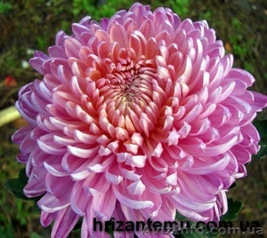 Корни хризантемы #1577549