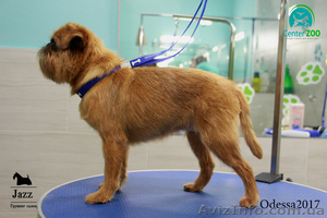 Тримминг-стрижка скотч терьера,  фокса,  веста,  цверг шнауцер и другие. #1578757