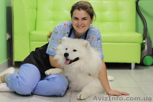 Купание,  вычесвание , груминг самоедских лаек,  хаски,  маламута,  немецких овчарок,  #1579354