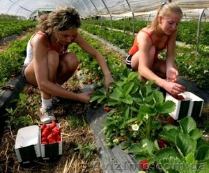 Работа в Португалии для мужчин и женщин! #1579992