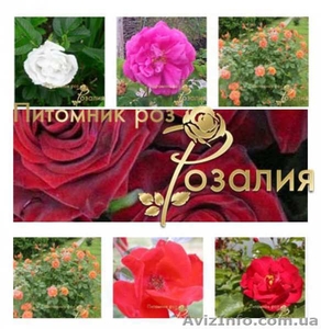 Саженцы роз из питомника Розалия,  осень 2017 #1585959