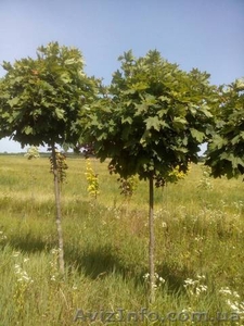 Садоводство,  озеленение,  ландшафтный-дизайн. #1583563