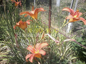 Продам участок Затока / Каролино-Бугаз #1585446