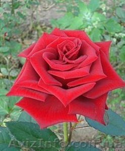 Продам саженцы роз,  плодовых деревьев. Бахмут #1581252