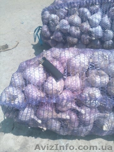 Продам чеснок Токмак #1582040