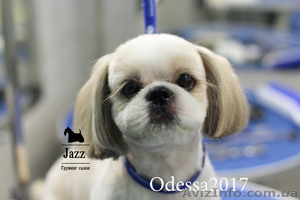 Обучение грумингу. Школа груминга в Одесса #1583184