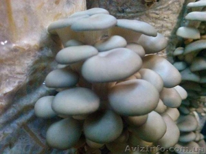Грибы вешенки. Готовые грибные блоки. #1583014