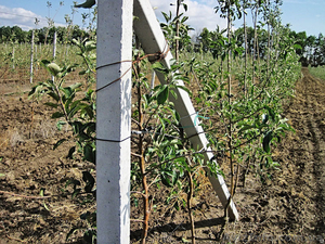 З/б стовпчики (ж/б столбики) б/у та нові від виробника #1582942