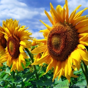 Бенето гібрид соняшнику  #1581591