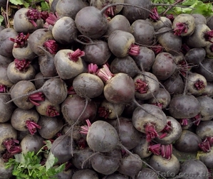 Продам свеклу (300 т) и морковь (400 т),  производитель. #1582546