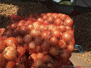 Продам лук,  сорт ЧЕМПИОН,  Одесская обл., пгт. Беляевка #1582196