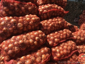 Продам лук,  сорт БЕРЕКЕТ,  Одесская обл.,  пгт. Беляевка #1582195