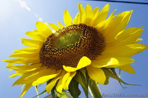 Продамо стійкі гібриди до євро-лайтнінгу: НС Имисан і НС Тарус #1588776