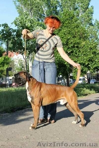 Щенки боксера #1587381