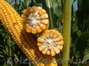 Насіння кукурудзи: Вакула,  Онікс,  Яніс (new) #1587451
