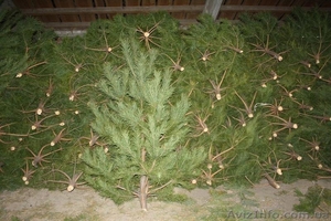 Новогодние живые елки оптом 2017 #1588417