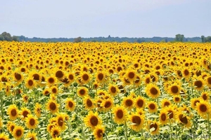 НК «ГРАН» пропонує гібрид соняшнику Осман ІМІ #1587449