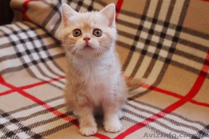 Клубные котята шотландской породы. #1588694