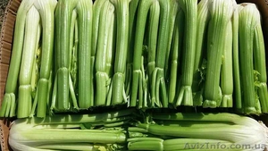 Сельдерей черешок  #1588312