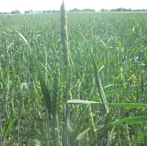 продам пшеницю ЛЕНОКС (2 репродукция) #1588431