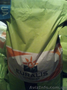 Продам кукурудзу ЕВРАЛІС  ЕС СЕНСОР ФАО 370 #1591857