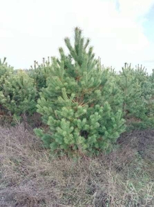 Продажа живых сосен оптом с доставкой по Украине #1594094