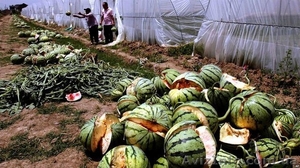 Трудоустройство в Южной Корее. #1593289