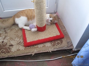 Отдам котенка #1595229