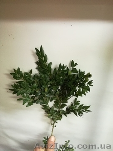 Куплю самшит 15грн за1 кг+моя оплата за пересылку. #1594155