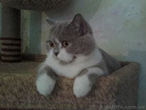 стерильные кошечки в добрые руки #1593643
