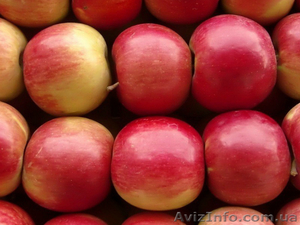 Продажа польских яблок #1595404