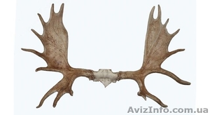 Куплю рога оленя.лося.марала #1593089