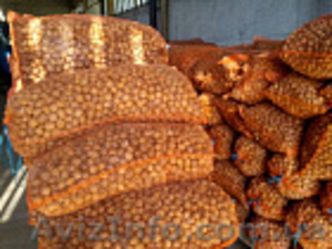 продам грецкие орехи #1599478