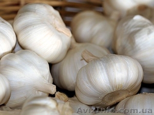 Часник. #1598667