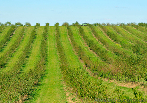 куплю,  или арендую земельный участок #1599846