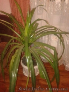 Продам пальму винтовую (пандус)  #1492114