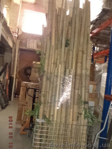 Бамбук Декоративный бу. #1601281