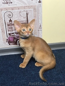 Абиссинские котята  продажа #1602835