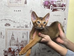 Продажа котов #1602837