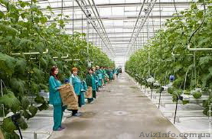 Робота в оранжереї. Нідерланди #1601960