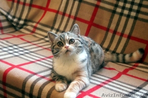 Шотландские котята от клубных производителей #1600966