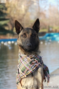 Дрессировка собак в Одессе. Послушание. Гостиница для животных #1602085