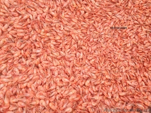 Черноморская креветка микс #1604815