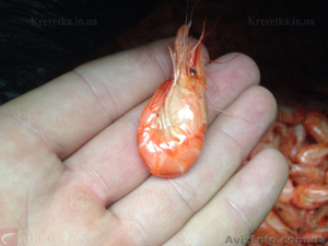 Креветка на корм для рыбок #1604822