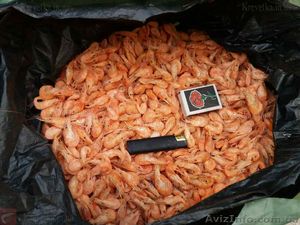 Креветки мидии  #1604840