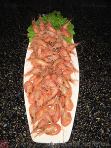 Краб черноморский крупный #1604806