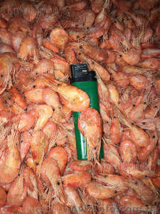 Экспорт креветка черноморская #1604837