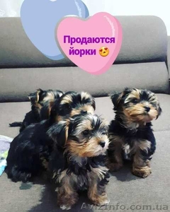 Предлагаю щенков Йоркширского терьера #1607252